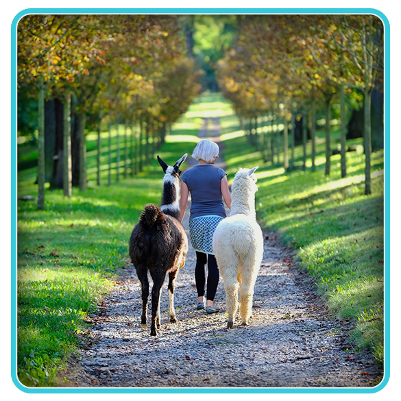 NABIDKA - TOP - Alpakatrekking
